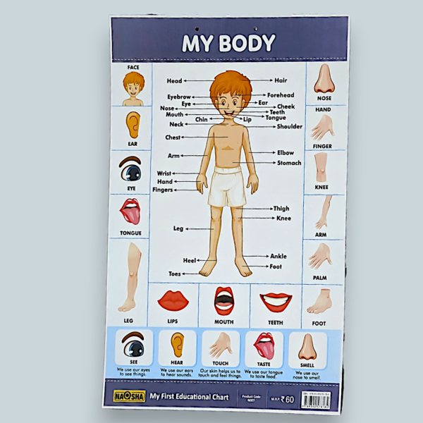 Enamel Coated Learning Charts for kids - Image 5